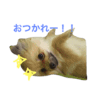 きなぽこぽんぽんぽん（個別スタンプ：6）