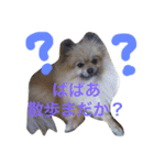 きなぽこぽんぽんぽん（個別スタンプ：8）