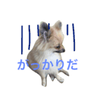 きなぽこぽんぽんぽん（個別スタンプ：9）