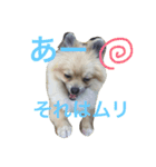 きなぽこぽんぽんぽん（個別スタンプ：12）