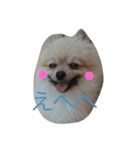 きなぽこぽんぽんぽん（個別スタンプ：14）