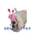 きなぽこぽんぽんぽん（個別スタンプ：15）