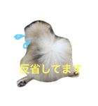 きなぽこぽんぽんぽん（個別スタンプ：16）