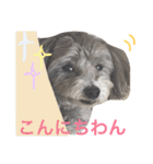 たるぼっち☆（個別スタンプ：1）