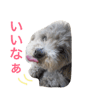 たるぼっち☆（個別スタンプ：17）