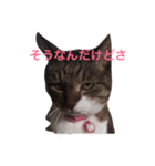 むかついてる猫。（個別スタンプ：13）