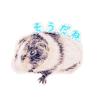 モルモットと一緒に（個別スタンプ：5）