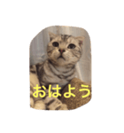 スコティッシュのチョコちゃん♡（個別スタンプ：2）