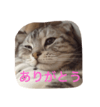 スコティッシュのチョコちゃん♡（個別スタンプ：3）
