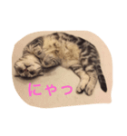 スコティッシュのチョコちゃん♡（個別スタンプ：8）