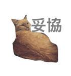ちんあつ（個別スタンプ：12）