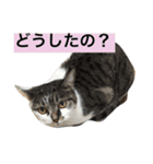ちんあつ（個別スタンプ：13）