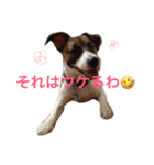 みけんスタンプ（個別スタンプ：3）