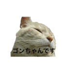 おじニャン♪（個別スタンプ：12）