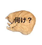おじニャン♪（個別スタンプ：18）