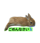 生うさぎ2（個別スタンプ：8）
