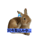 生うさぎ2（個別スタンプ：9）