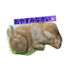 生うさぎ2（個別スタンプ：11）