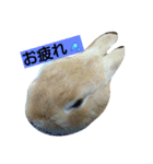 生うさぎ2（個別スタンプ：12）