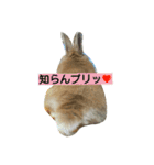 生うさぎ2（個別スタンプ：13）