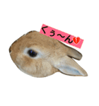 生うさぎ2（個別スタンプ：14）