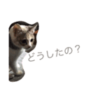 自由なさくらちゃん（個別スタンプ：8）