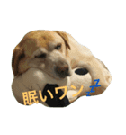 おっとりラブのレオンさん（個別スタンプ：6）