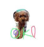 MuMokkawaii（個別スタンプ：1）