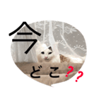はちふく（個別スタンプ：8）