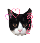 はちふく（個別スタンプ：14）