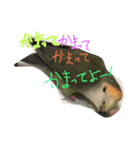 ぴーたすpart2（個別スタンプ：3）
