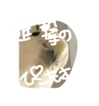 ぴーたすpart2（個別スタンプ：6）