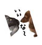 ちびことてと（個別スタンプ：13）