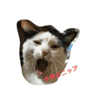 うちの猫達(ФωФ)（個別スタンプ：1）