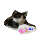 うちの猫達(ФωФ)（個別スタンプ：2）