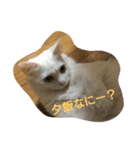 うちの猫達(ФωФ)（個別スタンプ：3）