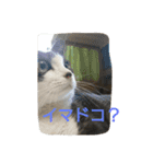 うちの猫達(ФωФ)（個別スタンプ：5）