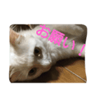 うちの猫達(ФωФ)（個別スタンプ：6）