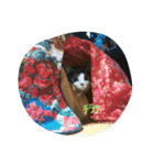 うちの猫達(ФωФ)（個別スタンプ：7）