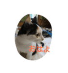 うちの猫達(ФωФ)（個別スタンプ：8）