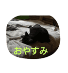 うちの猫達(ФωФ)（個別スタンプ：10）