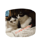 うちの猫達(ФωФ)（個別スタンプ：11）