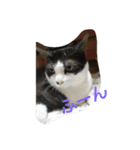 うちの猫達(ФωФ)（個別スタンプ：12）