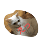 うちの猫達(ФωФ)（個別スタンプ：13）