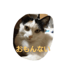 うちの猫達(ФωФ)（個別スタンプ：14）
