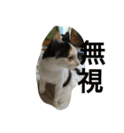 うちの猫達(ФωФ)（個別スタンプ：15）