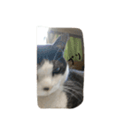 うちの猫達(ФωФ)（個別スタンプ：16）