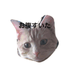 きなこだよ（個別スタンプ：1）