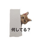 きなこだよ（個別スタンプ：2）