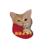 きなこだよ（個別スタンプ：3）